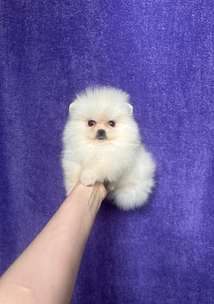Мальчик мини
