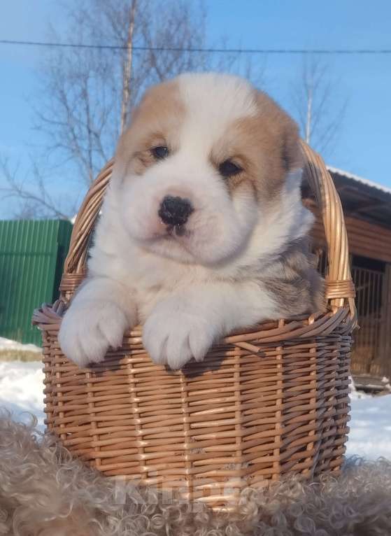 Собаки в Пскове: Рыжий красавчик 🧡  Мальчик, 75 000 руб. - фото 3