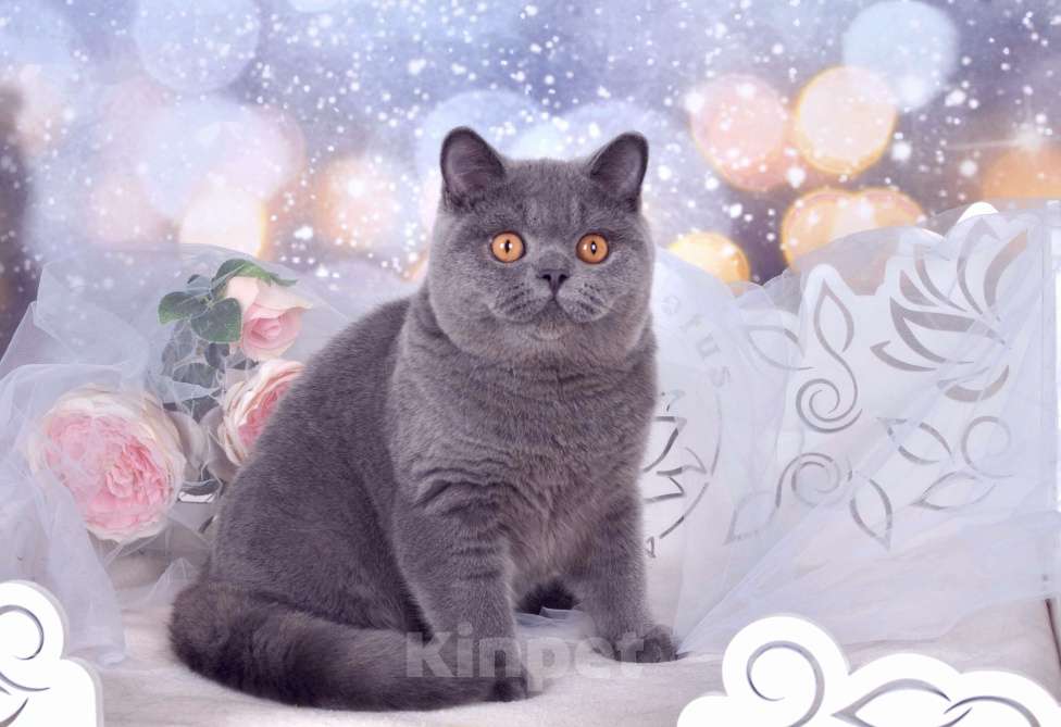 Кошки в Санкт-Петербурге: Британский котик классического голубого окраса Мальчик, 60 000 руб. - фото 7