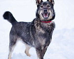 Собаки в Химках: Молодой активный Пес Брамс ищет семью Мальчик, 1 руб. - фото 5