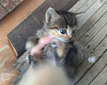 Кошки в Кудымкаре: Котята живут на улице, Бесплатно - фото 6