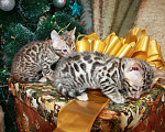 Кошки в Колпашево: Бенгальские котята, 15 000 руб. - фото 4