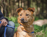Собаки в Клине: Карина Девочка, Бесплатно - фото 3