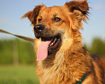 Собаки в Сергиеве Посаде: Солнечный Бучик ищет дом! Мальчик, Бесплатно - фото 6