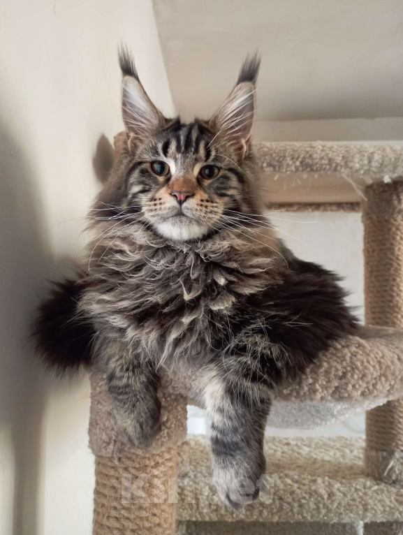 Кошки в Севастополе: Котёнок мейн-кун Мальчик, 55 000 руб. - фото 3