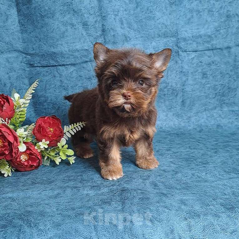 Собаки в Санкт-Петербурге: Шоколадный йорк девочка Девочка, 75 000 руб. - фото 4