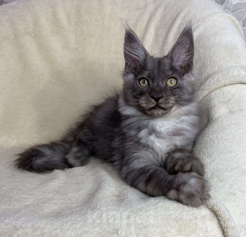 Кошки в Дмитрове: Черный дымчатый мальчик мейн кун Willian Мальчик, 40 000 руб. - фото 2