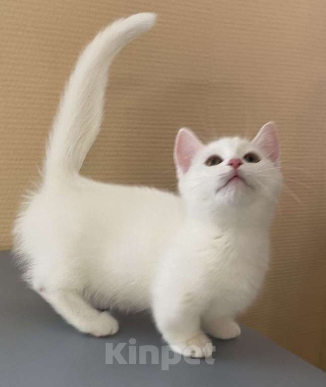 Кошки в Кировске (Мурманская область): Like  Мальчик, Бесплатно - фото 2