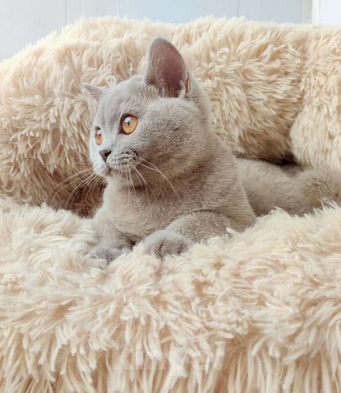 Кошки в Санкт-Петербурге: Британская кошечка Девочка, 30 000 руб. - фото 10