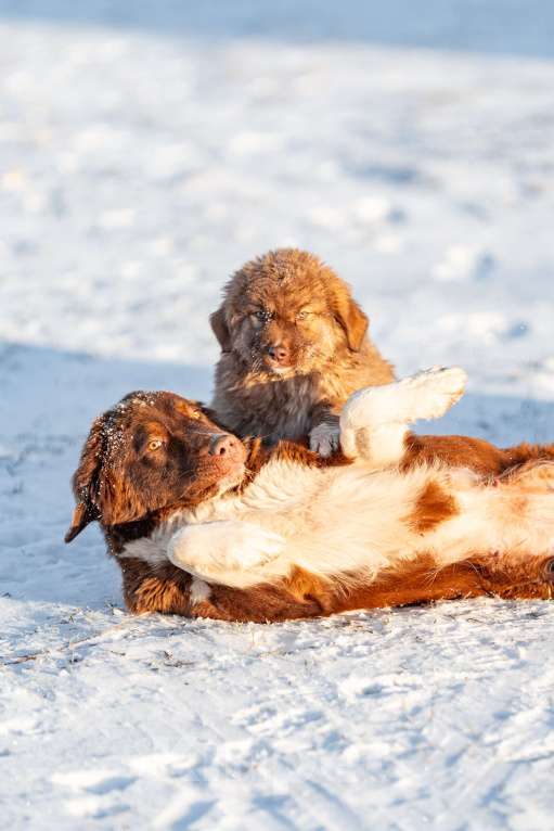 Собаки в Рязани: Щенок болгарской овчарки, собака для охраны Девочка, 70 000 руб. - фото 1