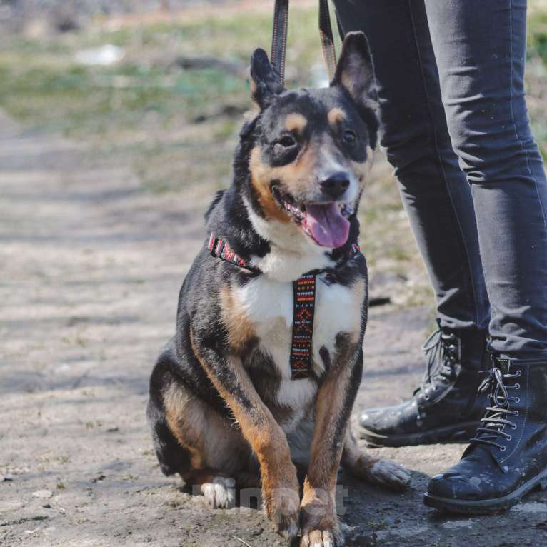 Собаки в Москве: Буш  Мальчик, Бесплатно - фото 3