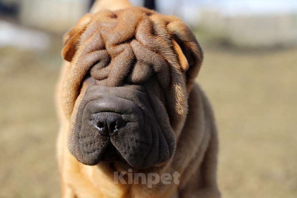 Собаки в Туле: Продам щенка шарпея Девочка, Бесплатно - фото 3