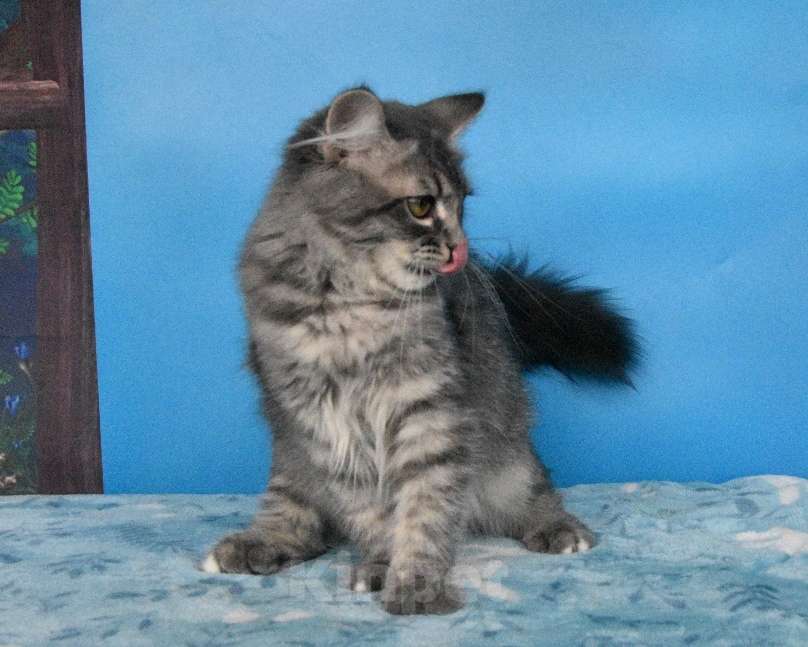 Кошки в Москве: Сибирский котёнок Девочка, Бесплатно - фото 7