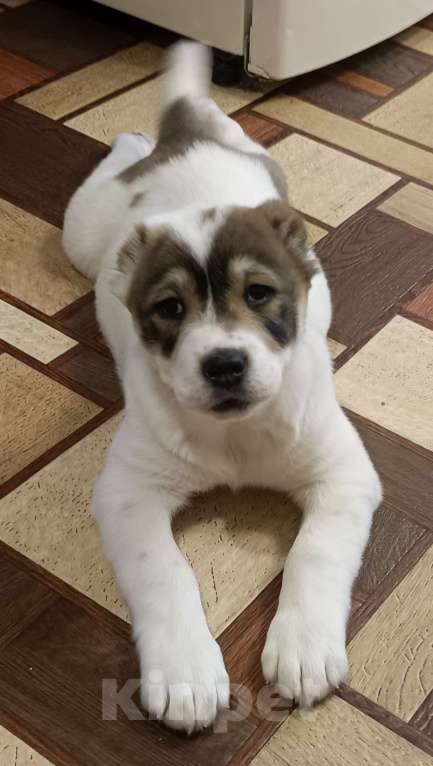 Собаки в других городах Нижегородской области: Щенок среднеазиатской овчарки ищет дом! Девочка, Бесплатно - фото 5