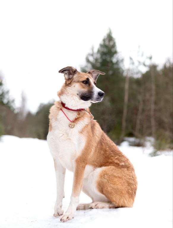 Собаки в Москве: Матильда из мультфильма ищет дом Девочка, Бесплатно - фото 2