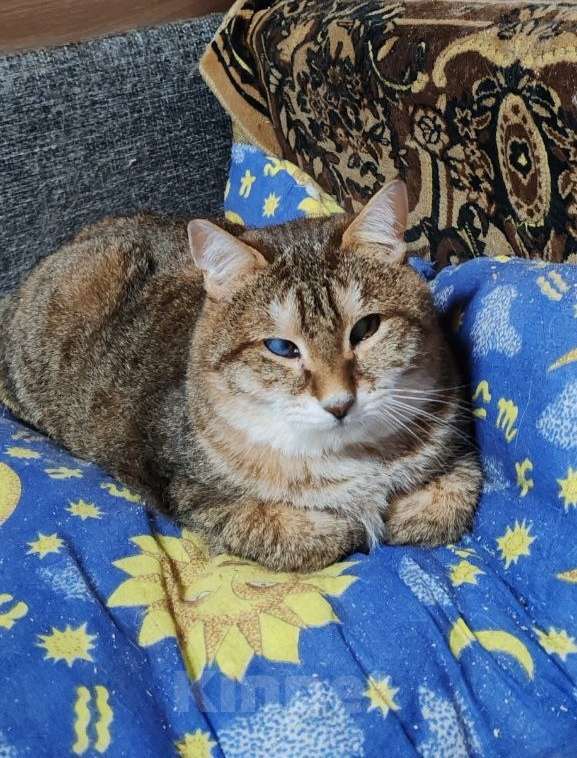 Кошки в Москве: Рыся в поисках дома Девочка, Бесплатно - фото 5