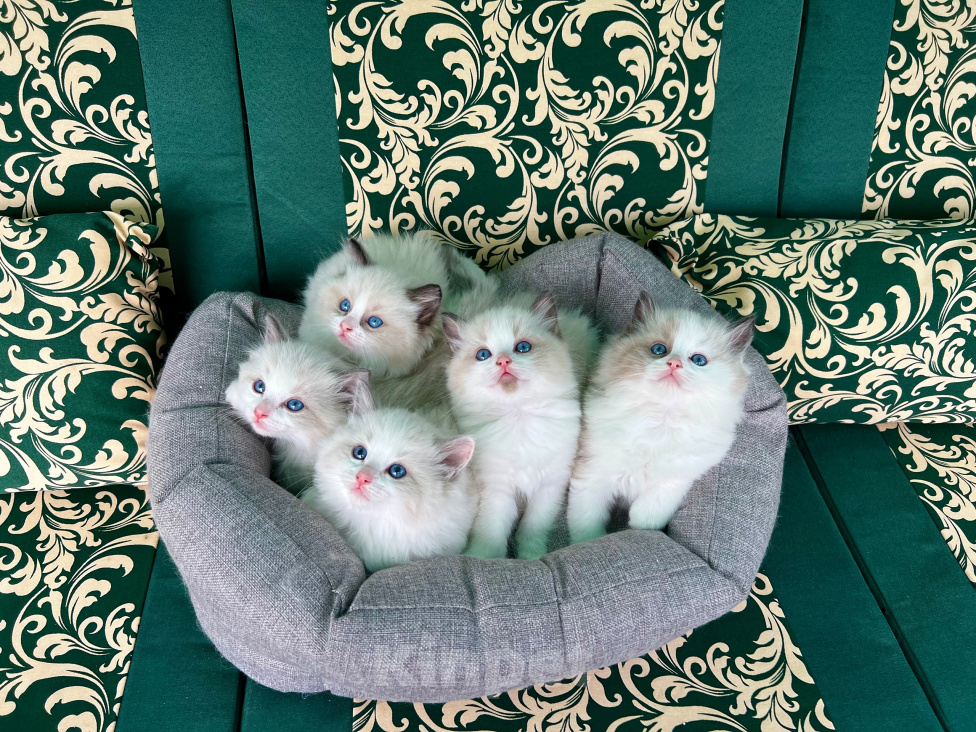 Кошки в Москве: Котята Рэгдолл Мальчик, 70 000 руб. - фото 2