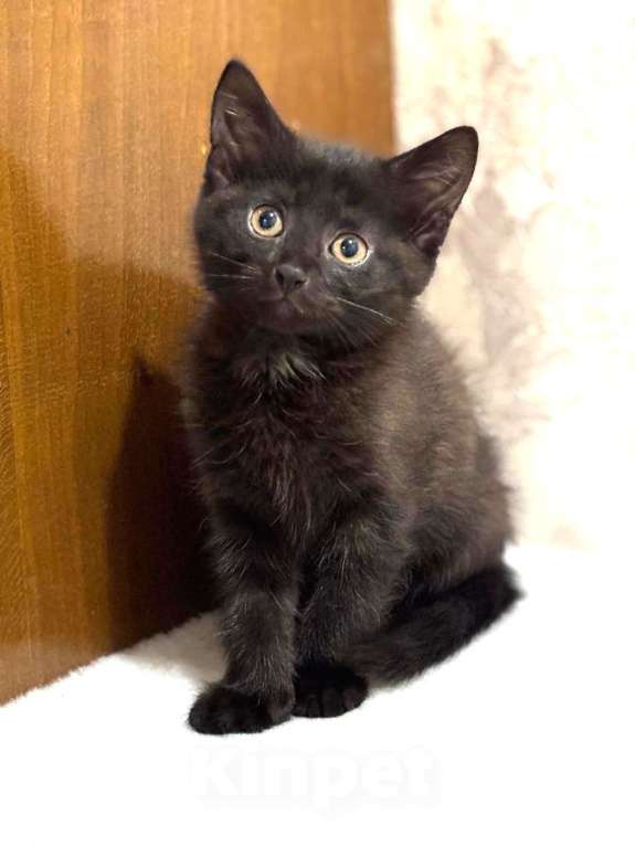 Кошки в Москве: Забавный Проша, котенок 2,5 мес в добрые руки. Мальчик, Бесплатно - фото 2