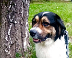 Собаки в Солнечногорске: Мартин 1,5 года ищет родителей  Мальчик, 100 руб. - фото 4