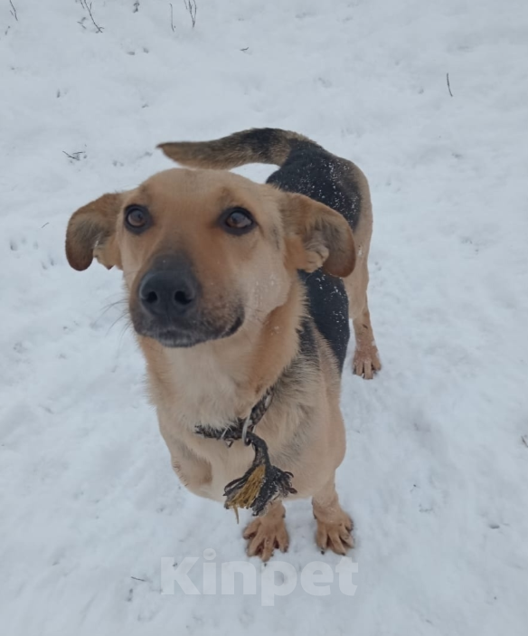 Собаки в Тамбове: Фиона Девочка, Бесплатно - фото 2