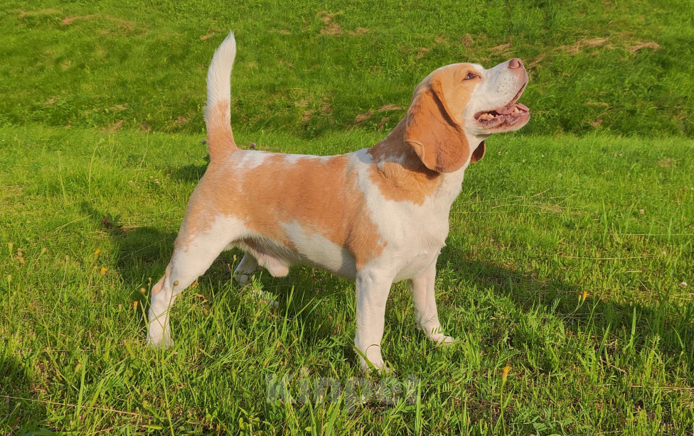 Собаки в Санкт-Петербурге: Бигль, кобель, вязка Мальчик, Бесплатно - фото 5