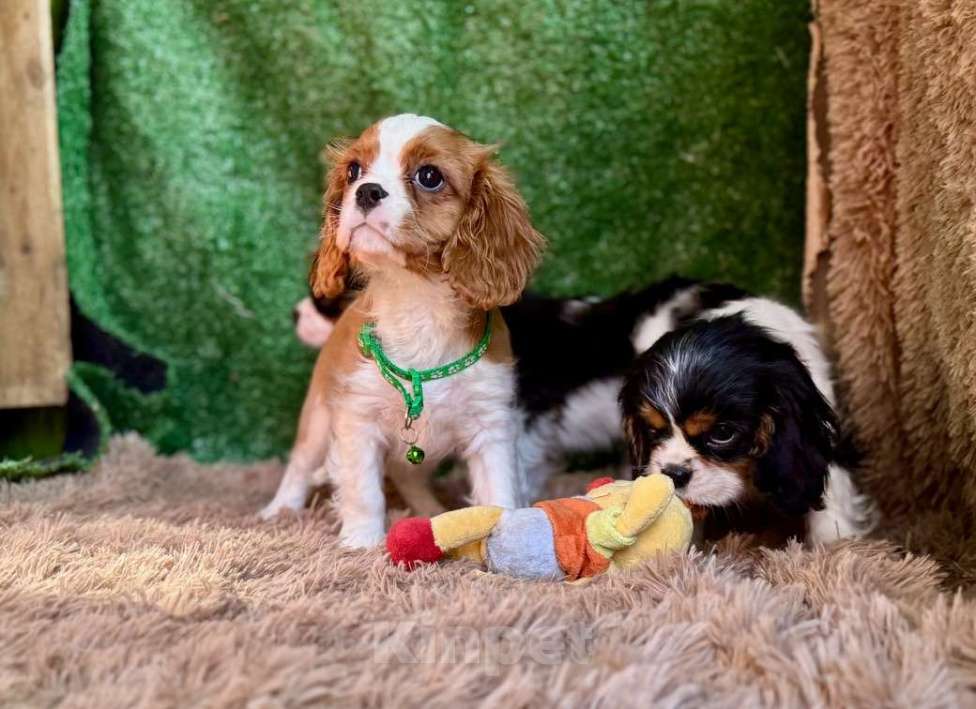 Собаки в Москве: Кавалер кинг-чарльз-спаниель, щенок Разнополые, 65 000 руб. - фото 3