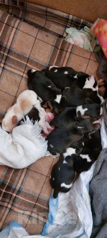 Собаки в Кинешме: Щенки Бигля Девочка, Бесплатно - фото 1
