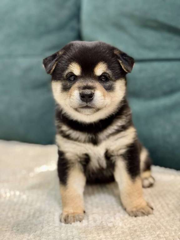 Собаки в Казани: Акира (Akira / 明) — «светлый, ясный» Мальчик, Бесплатно - фото 4