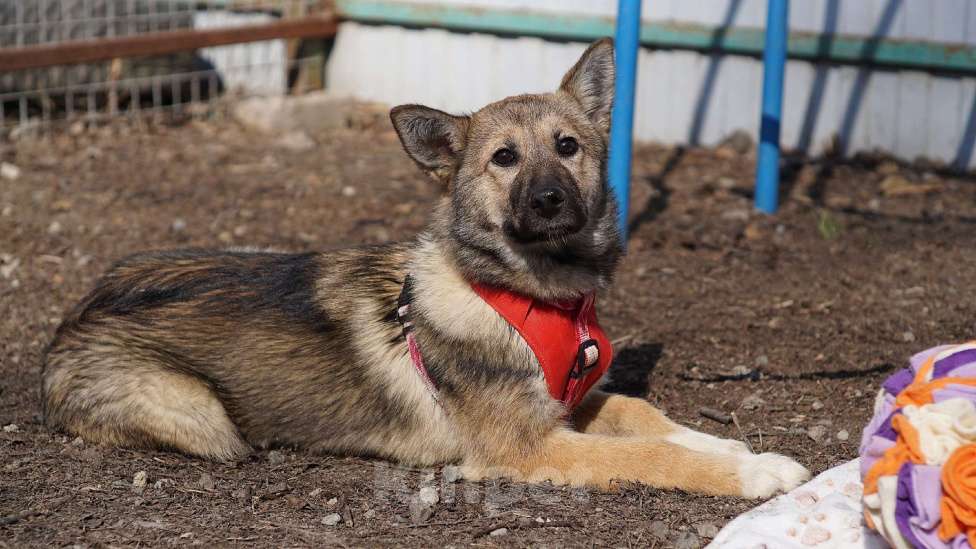 Собаки в Ногинске: Щенок ищет дом Девочка, Бесплатно - фото 4