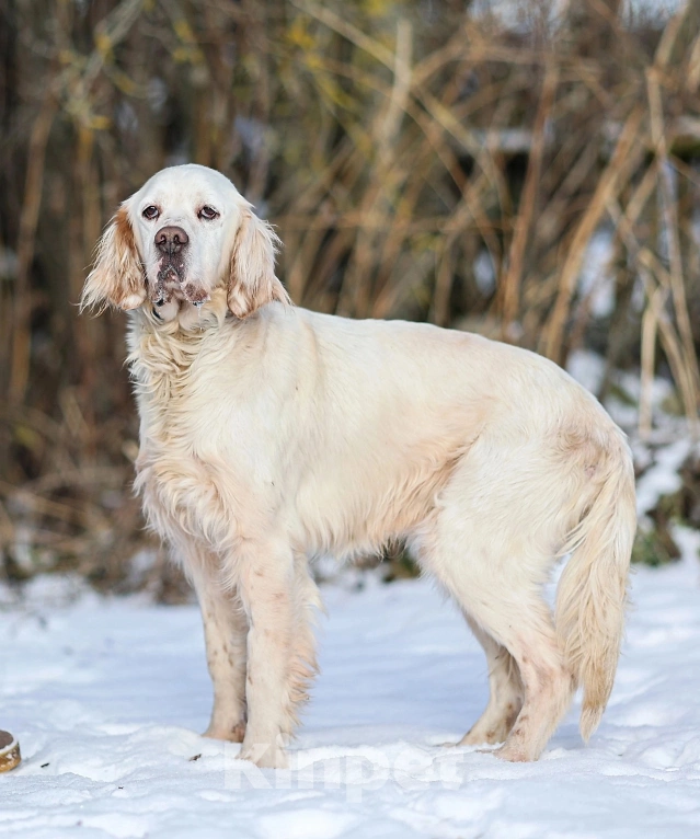 Собаки в Москве: Лео - конопатый ангел ищет семью  Мальчик, 1 000 руб. - фото 7