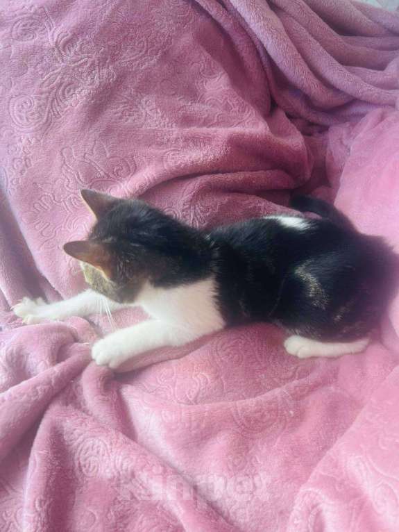 Кошки в Москве: Милый и ласковый котенок ищет любви Мальчик, Бесплатно - фото 3