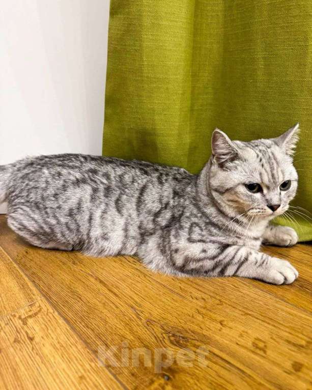 Кошки в Москве: Восьмимесячный котенок-шотландец срочно ищет дом! Мальчик, Бесплатно - фото 2