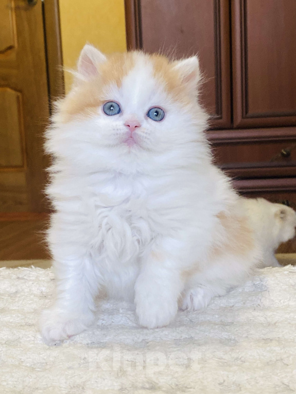 Кошки в Нижнем Новгороде: Котик к новогодним праздникам  Мальчик, 20 000 руб. - фото 2