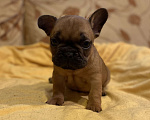 Собаки в Санкт-Петербурге: Отличный мальчик французик Мальчик, 40 000 руб. - фото 4