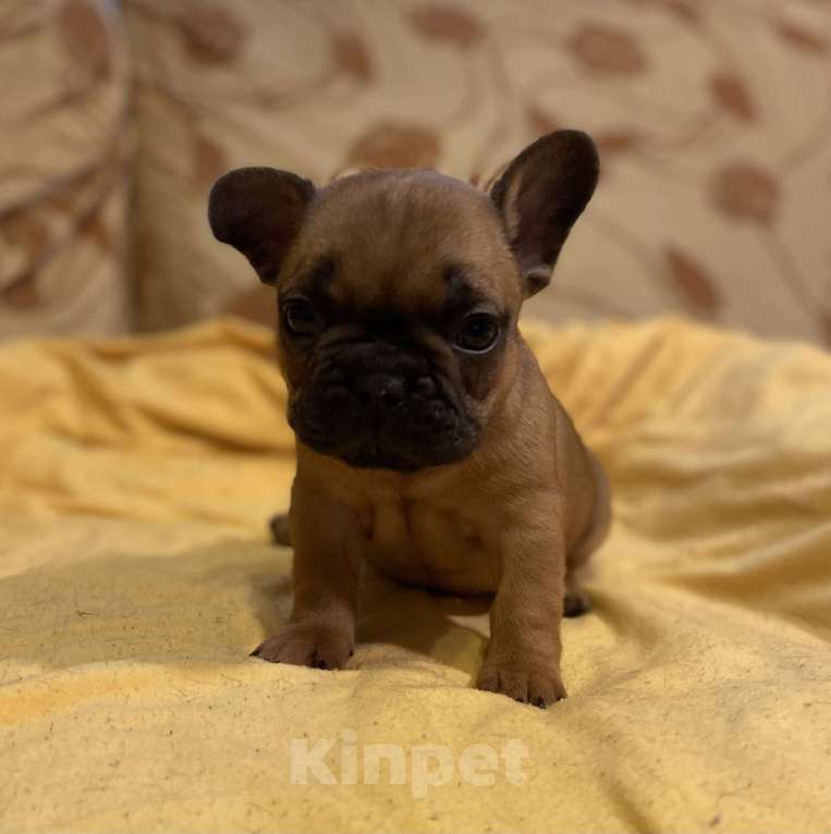 Собаки в Санкт-Петербурге: Отличный мальчик французик Мальчик, 40 000 руб. - фото 4