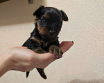 Собаки в Сургуте: Щенок йоркширского терьера  Мальчик, 25 000 руб. - фото 1