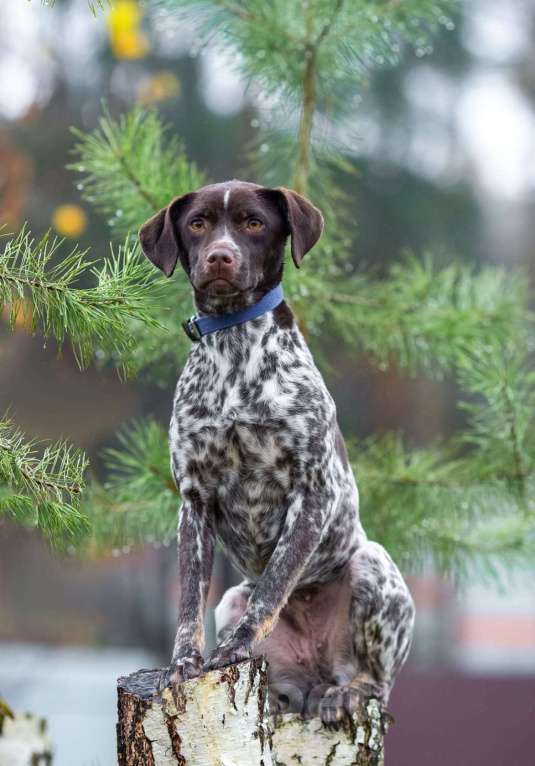 Собаки в других городах Московской области: Осетинка в добрые руки Девочка, Бесплатно - фото 2