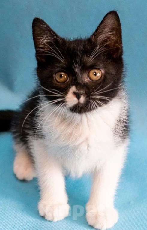 Кошки в Москве: Котёнок Ежевичка в добрые руки  Девочка, Бесплатно - фото 3