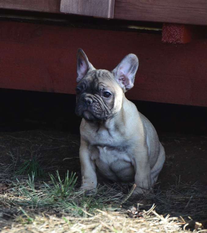 Собаки в Старом Купавне: Ленечка Мальчик, 50 000 руб. - фото 1