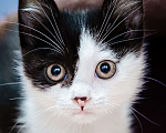 Кошки в Химках: Котёнок в добрые руки Мальчик, Бесплатно - фото 2