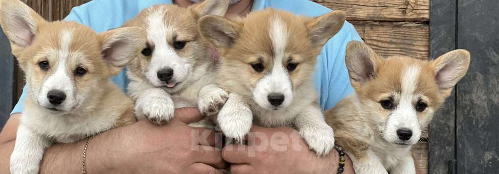 Собаки в Новосибирске: Щенки корги, доставка Мальчик, 60 000 руб. - фото 5