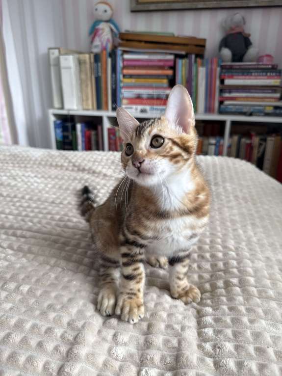 Кошки в Пскове: Гарфильд Мальчик, 45 000 руб. - фото 3