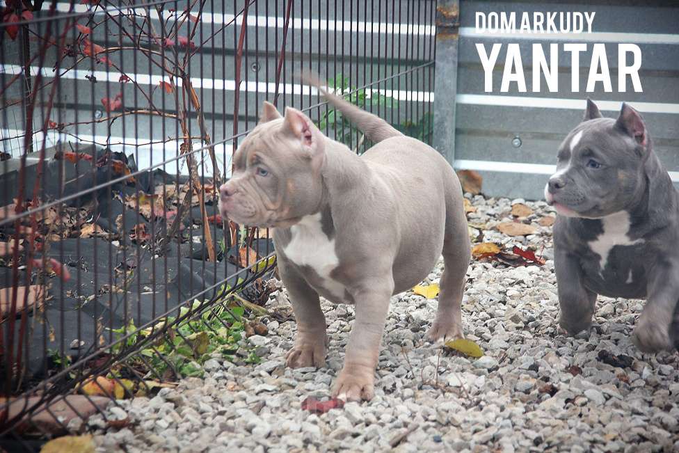 Собаки в Саратове: Американский Булли Питомник Мальчик, 150 000 руб. - фото 7