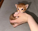 Кошки в Сарапуле: Котята Разнополые, Бесплатно - фото 10