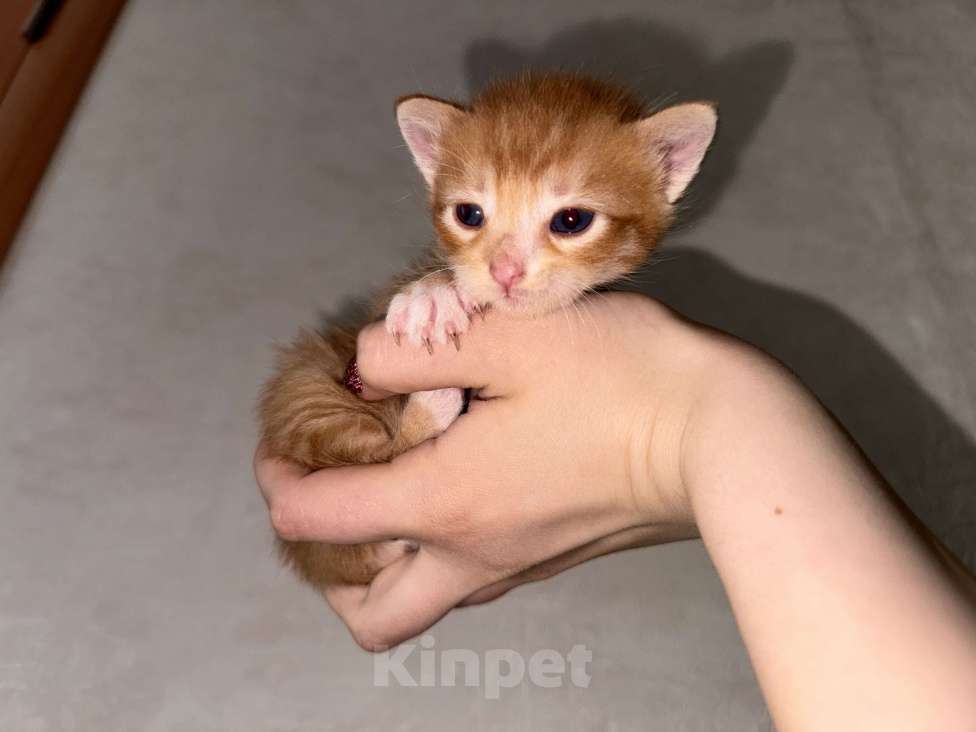 Кошки в Сарапуле: Котята Разнополые, Бесплатно - фото 10