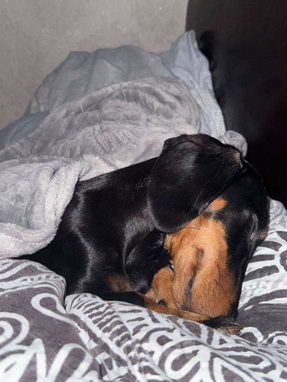 Собаки в Казани: Продам собаку в связи с переездом  Мальчик, 15 000 руб. - фото 2