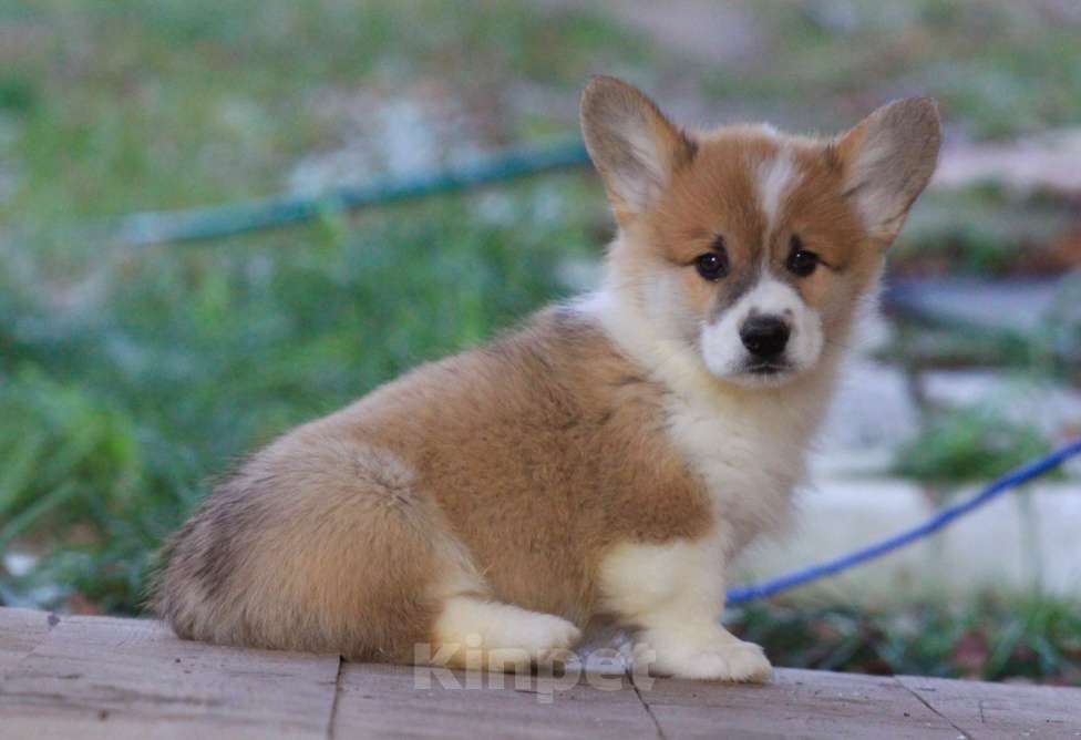 Собаки в Москве: Аманси Бранль Мальчик, 75 000 руб. - фото 7