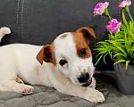 Собаки в Краснозаводске: Девочка Джек Рассел Девочка, 40 000 руб. - фото 3