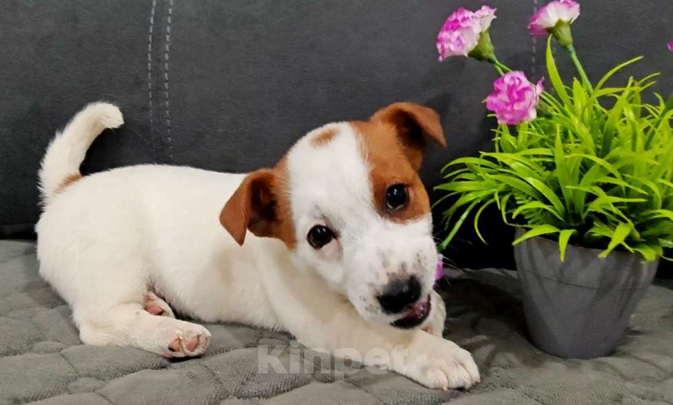 Собаки в Краснозаводске: Девочка Джек Рассел Девочка, 40 000 руб. - фото 3