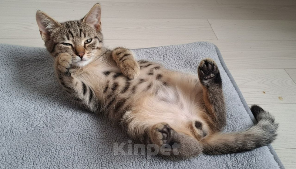 Кошки в Москве: Котенок Василек ищет дом Мальчик, Бесплатно - фото 5